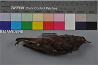 藏品(岩鷚)的圖片